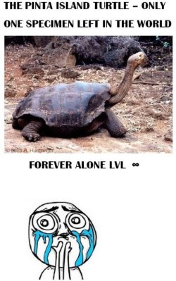 meme4u:  Forever Alone