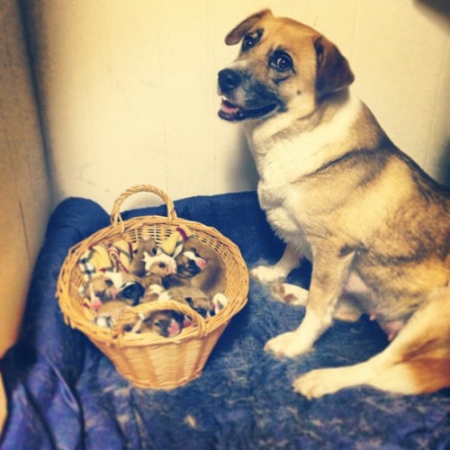 awwww-cute:  Proud mother of 12 