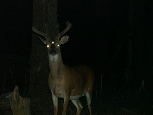 boobwindowkirk: camefromtheashes: Oh fuck no reblog to be blessed by the transcendent deer of eterni
