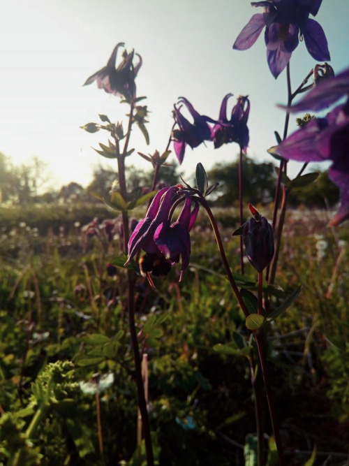 (Aquilegia) .
