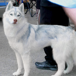 dirtycartunes:  arkhamsiren: Azurian Husky