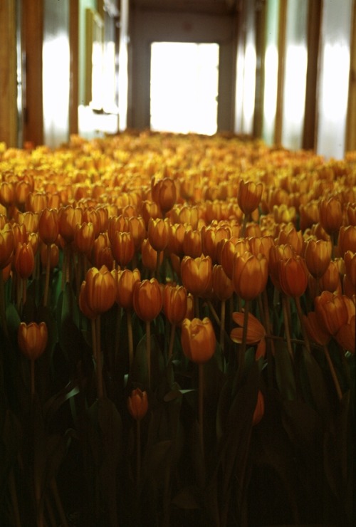 showslow:  Bloom - 28,000 Potted Flowers Installed at the Massachusetts Mental Health Center by Anna Schuleit 