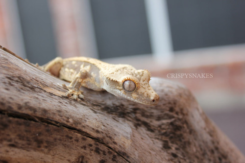 crispysnakes:Toblerone - Crested GeckoBack from my OR trip. Yesterday ended up being pretty rough, b