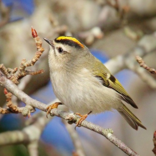 Golden-crowned Kinglet #goldencrownedkinglet #kinglet #falmouth #capecod #birds #birding #feather_pe