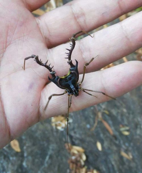 glumshoe:I have such a love for weird South American opiliones. These are harvestmen–also called dad