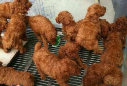 tranqualizer:  [image description: left photo is a group of short haired, fluffy brown dogs. to the right are fried chicken drumsticks that look similar to short haired, fluffy brown dogs.] kimikokat:  Steal their look: puppies Chicken(ŭ.99)  