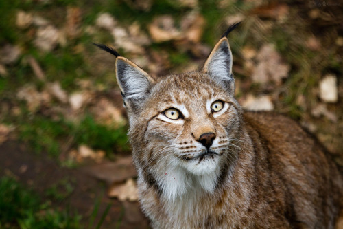 Lynx (by Cloudtail)