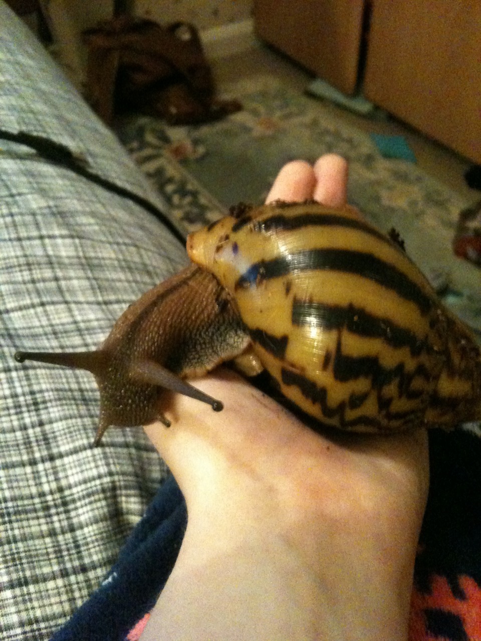 zitoisneato:  snailkeeping:hello I am giant noot  hello giant noot