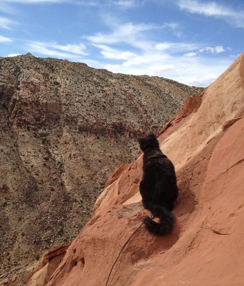 farbenfrei:  hotdogcephalopod:  10knotes:  catsbeaversandducks:My Adopted Cat Is The Best Climbing Partner Ever Via Bored Panda  ARE YOU KIDDING ME  AHH   Oh my WORD THIS IS CUTE