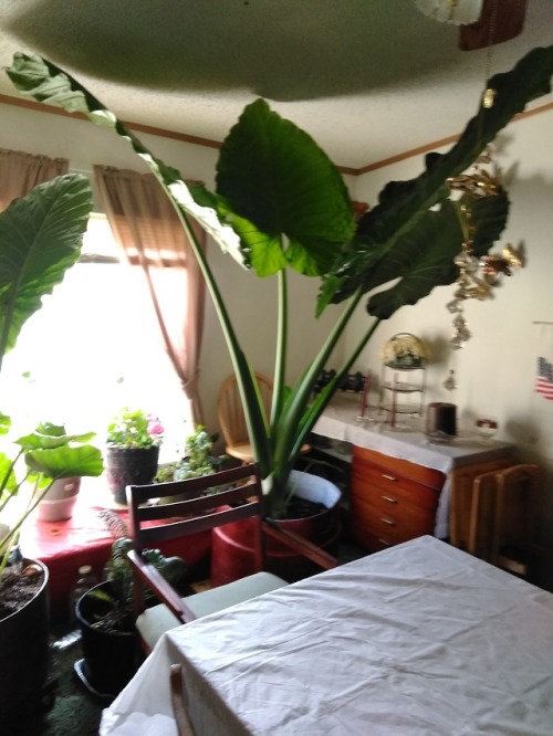 kougie:My grandfather just.. Has this in his house.OMG it’s one of the massive thai elephant ears!!!