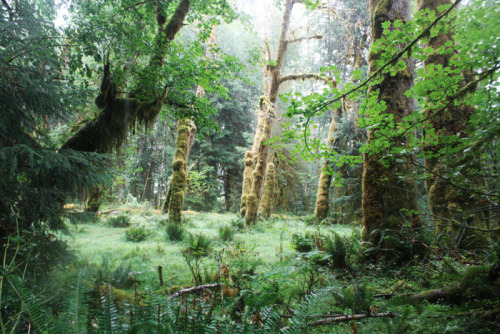 Porn photo quiet-nymph:  Hoh Rainforest//Washington//Photography