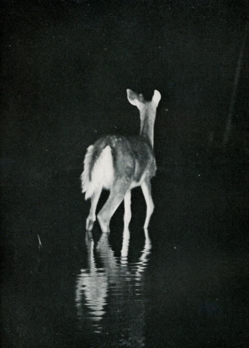 uconstruction:George Shiras (1859–1942 American) • Deers