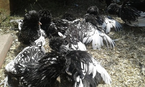 terka-jezkova:When chickens are hot, they do not hide in a shade, but go sunbathing. 