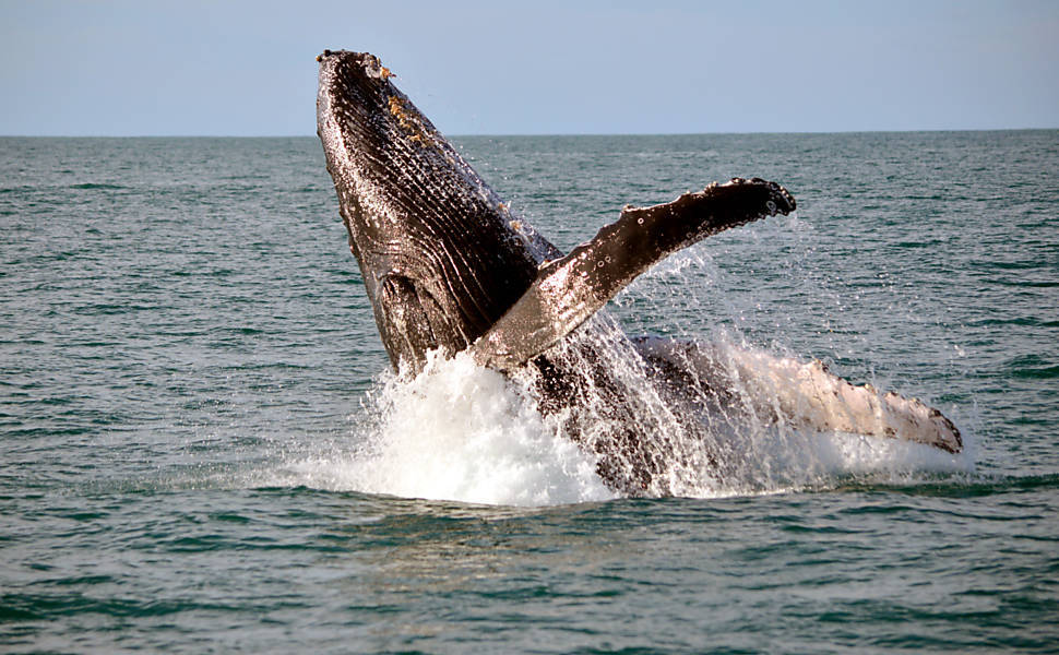 Começa a temporada de avistagem de baleias no litoral brasileiro. Jubartes frequentam a costa brasileira –baiana, principalmente– entre julho e novembro para reprodução. http://uol.com/bldSd0
Foto: Milton Marcondes/Instituto Baleia Jubarte