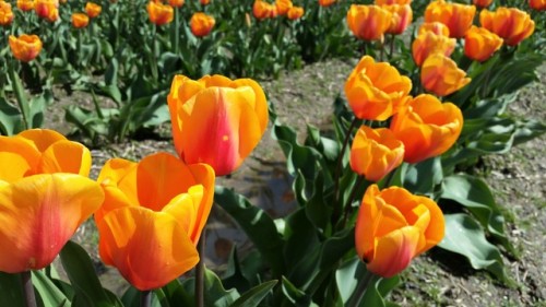 25 March 2016 - Tulips