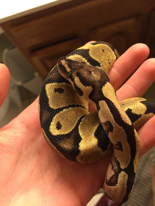 snakes-schlangen-serpientes:Freshly shed PB &lt;3