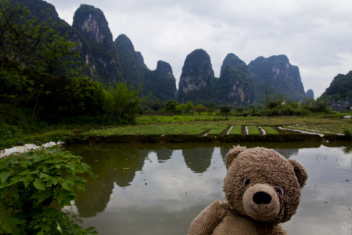 adventureswithteddy:Teddy takes a moment to enjoy the Karst mountains of south east China. Through f