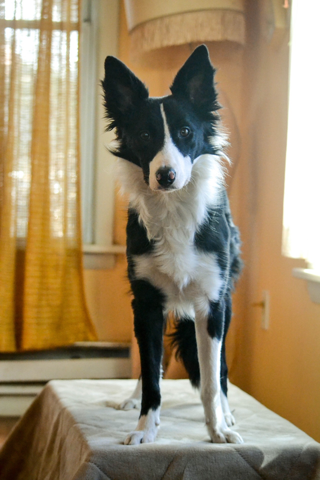 spilltojill-pets-dogs-cats:i Like: glitchglitchdog http://ift.tt/1CsULJl
