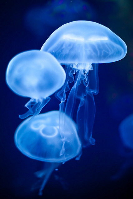 dreamcatcher34:  The Deep Blue by Joshua Gunther on Flickr. 