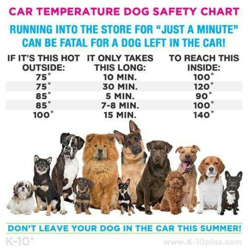 lakenormanhumanenc:Fido Will Love That Ride In The Car Just As Much This Fall! Please Love Your Do