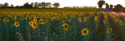 Sunflowers (Aveyron, Midi-Pyrenees, France) by Alexander Ermolaev