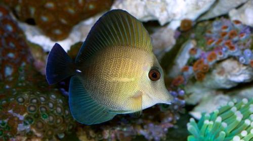 The Scopas Tang (Zebrasoma scopas) is a reef-dwelling fish found throughout the Indo-Pacific Ocean. 