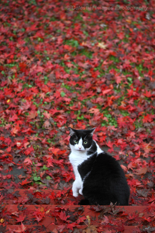 Autumn carpet