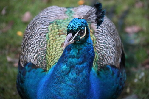 Peacock/påfågel. Holland Park, London.