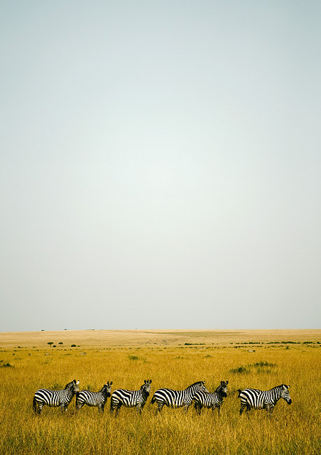 furples:  Zebras in Masai Mara, Kenya 