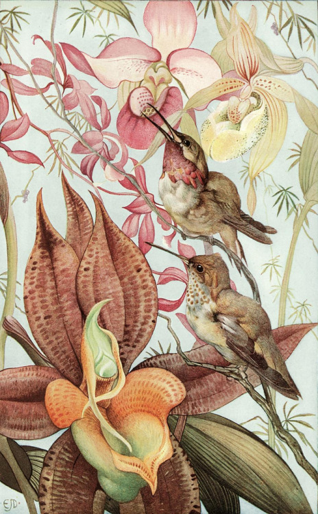 Edward Julius Detmold Catasetum and Cypripedium from ‘News of spring and other nature studies&