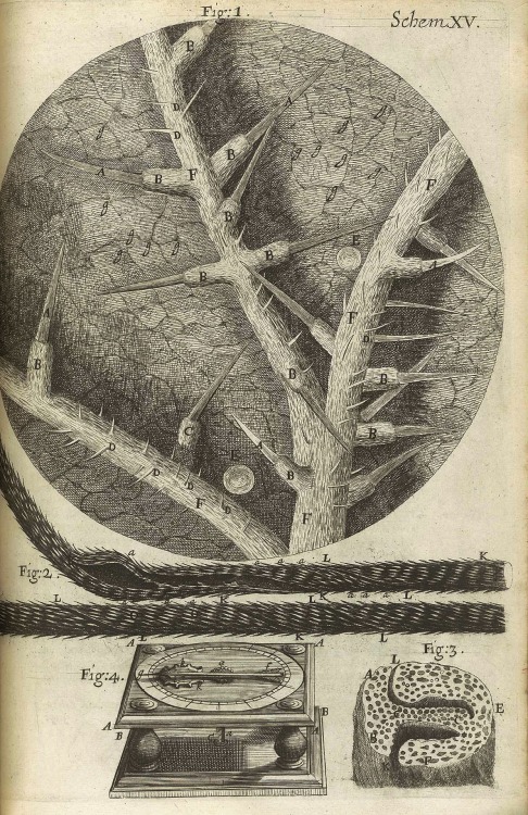 magictransistor:  Robert Hooke’s ‘Micrographia’ : or, ‘Some physiological descriptions of minute bodies made by magnifying glasses. With observations and inquiries thereupon.’ Printed by J. Martyn and J. Allestry, London, England (1665)