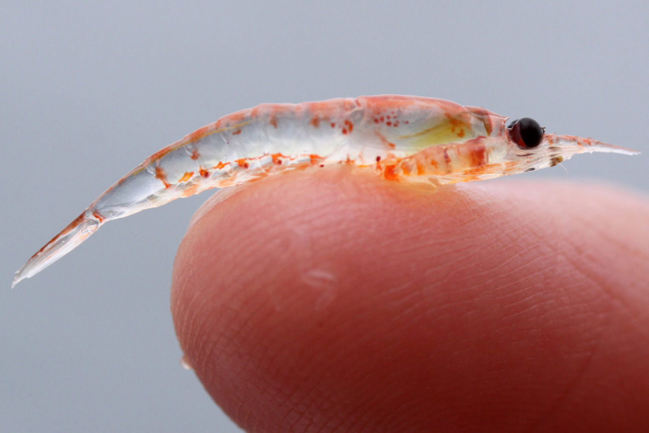 It's Such A Thrill to Learn Everything About Krill &#8212; Kvaroy Arctic