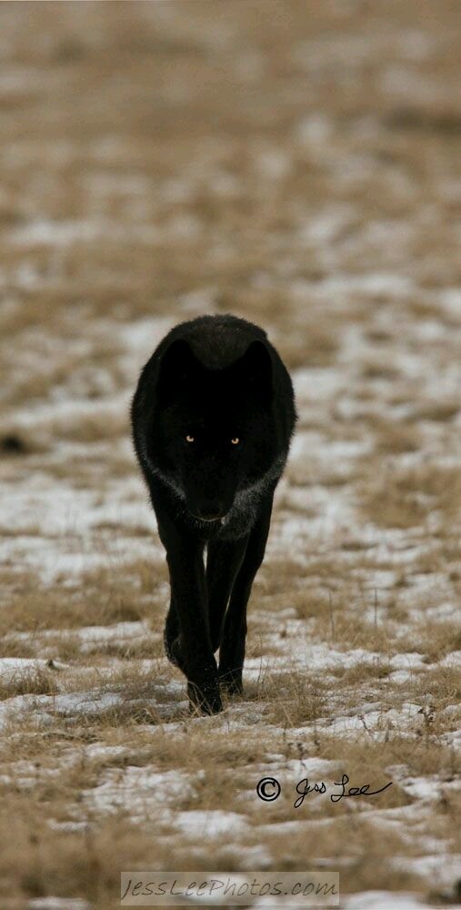 the-smiling-wolf:  😊🐺💖 