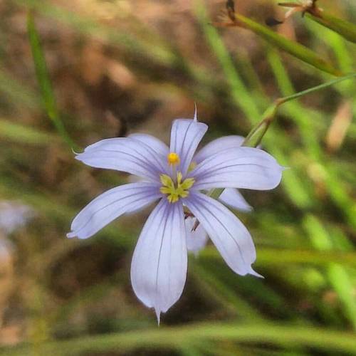 Sisyrinchium xerophyllum is in the iris family Iridaceae. Commonly known as scrub blue-eyed grass, i