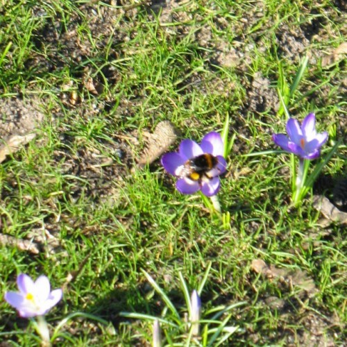 A #bumblebee In A #crocus See Http://blog.sebrem.de/?p=985 For The Full Set (48 Pics) And Uncropped Versions