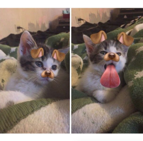 Porn photo justcatposts:  Cute cat snapchats