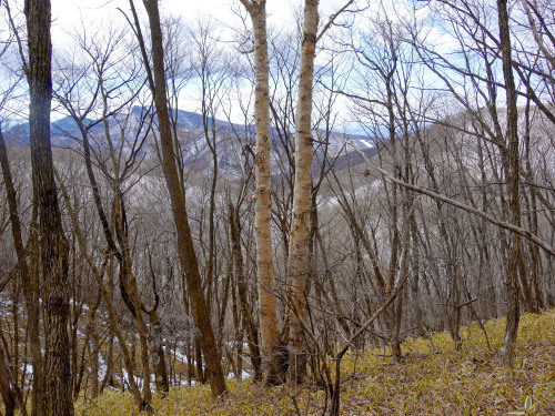 A pair tree of Betula ermanii Cham., surrounded by Quercus acutissima, with the forest floor covered