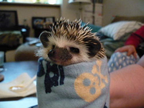 faggotwbu:  gr4vitate:  this is the cutest picture i have ever seen in my life gOODBYE  same omg