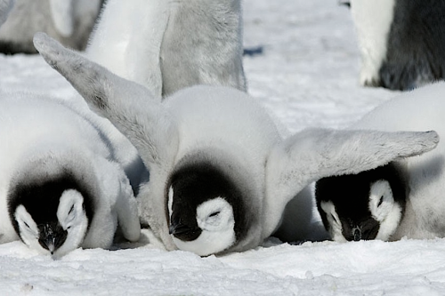 XXX nubbsgalore:  Emperor penguin chicks in Antarctica’s photo