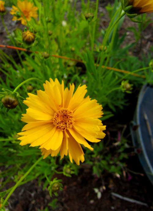 May 2015 - Coreopsis by the Minipond (Alkaline Bed)At least I think it’s a Coreopsis. Maybe a grandi