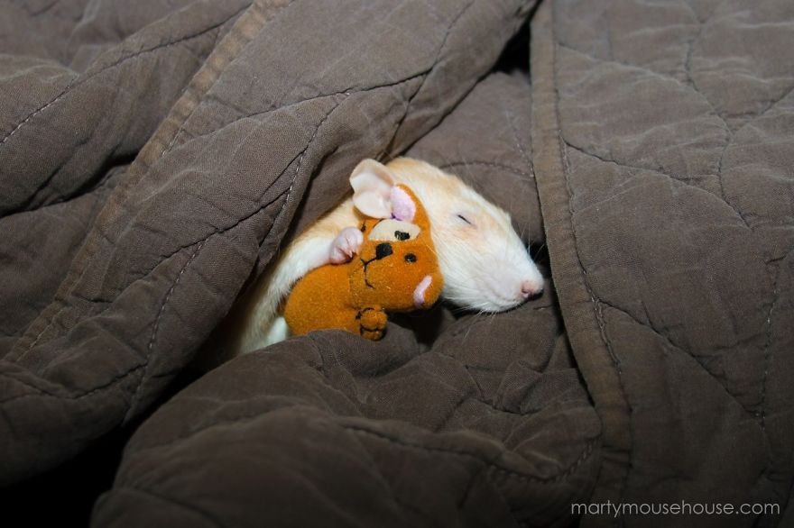 tastefullyoffensive:  The Adorable Adventures of Marty Mouse (photos via MartyMouseHouse)Previously: The