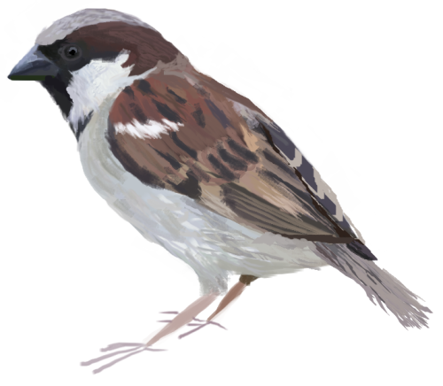 maghrabiyya:Chickadee, Crow, and Sparrow, for @sunspira