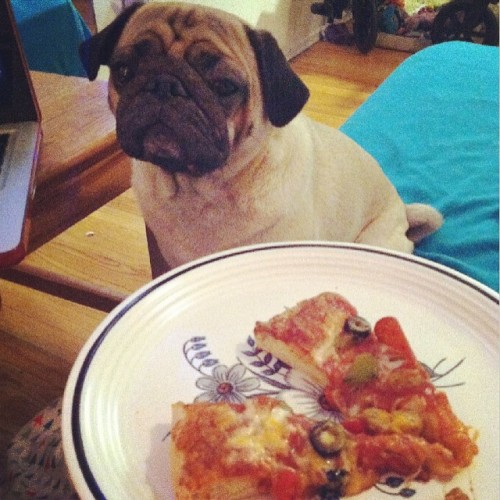 Ah pug ownership, I never eat alone … #puglife #puglove #pugnest #pugsofinstagram