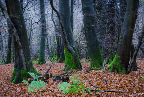 thedruidsteaparty: Meeting of the greenfoot tree band by dysterwald