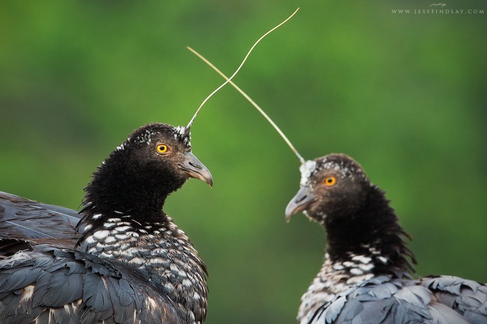 trinarysuns:TIL there’s a bird called a horned screamer and I swear to god they