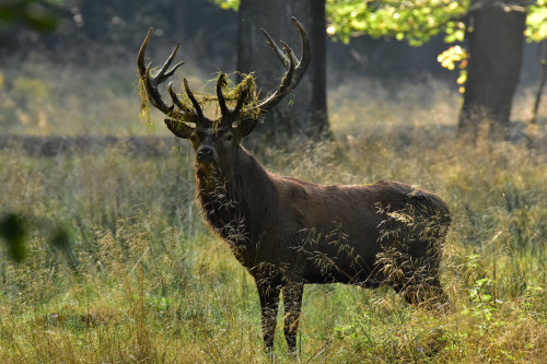 90377:Rothirsch - red deer - Cervus elaphus by Olaf Kerber