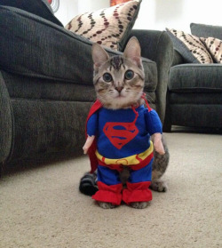 tastefullyoffensive:  Supercat! [toolarmy]