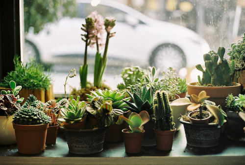 defiantely:Little cactusland by betulvargun on Flickr.