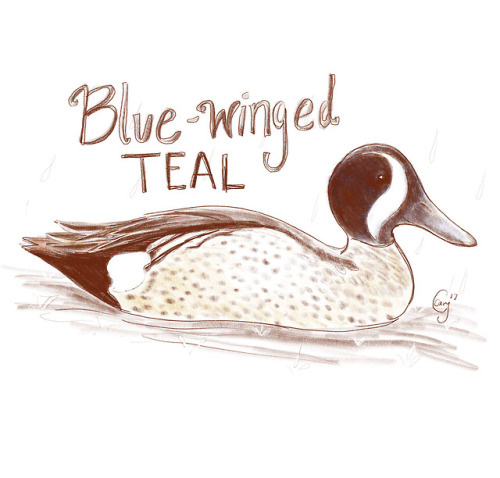 The Blue-winged Teal. I have only seen this bird once on a chilly rainy day. I was out looking for a