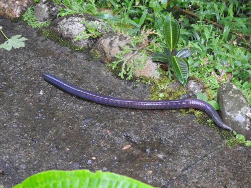 onenicebugperday:  onenicebugperday:  Giant earthworms, Martiodrilus sp.,  Glossoscolecidae